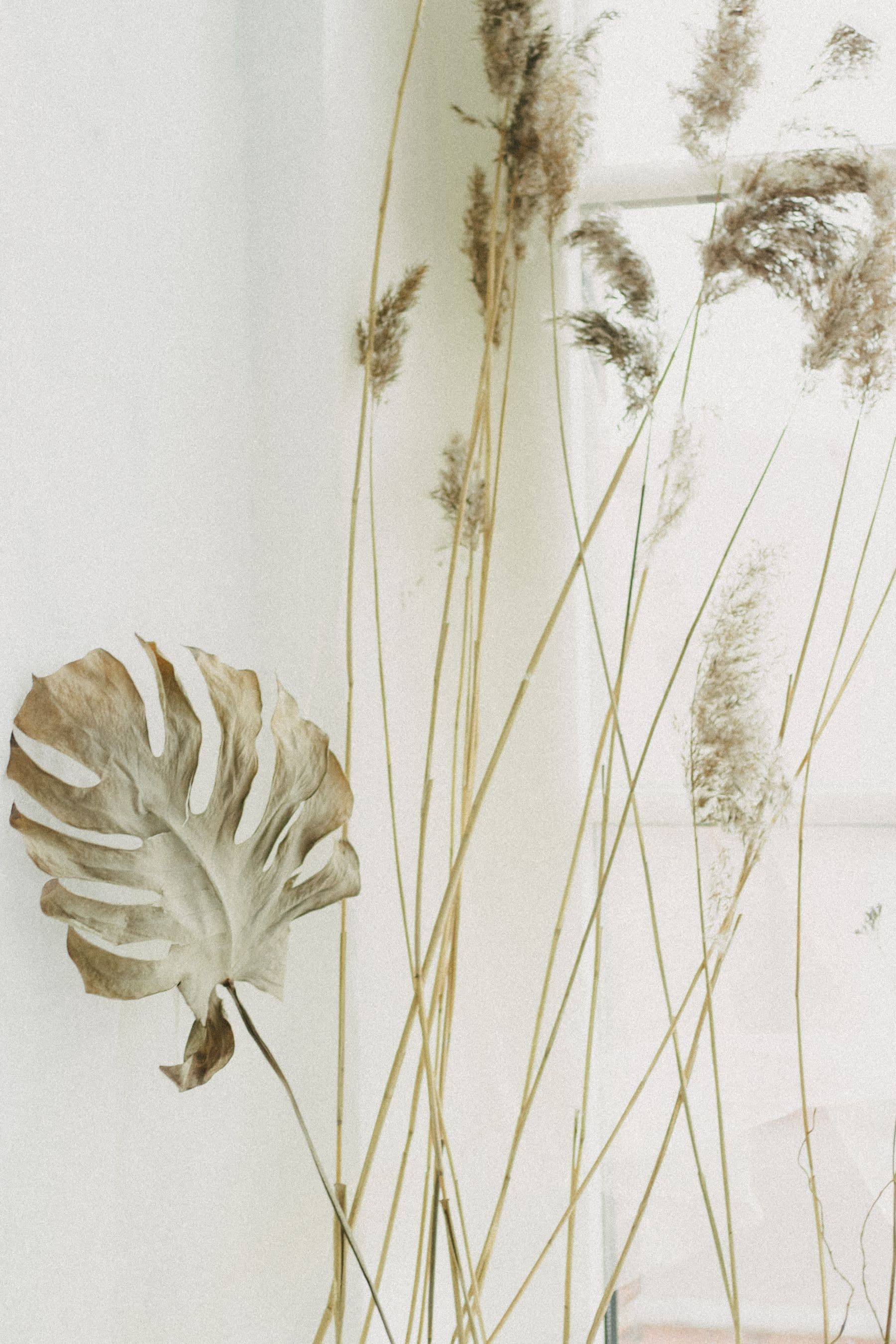 Dried grasses and a pressed leaf against a pale wall.
