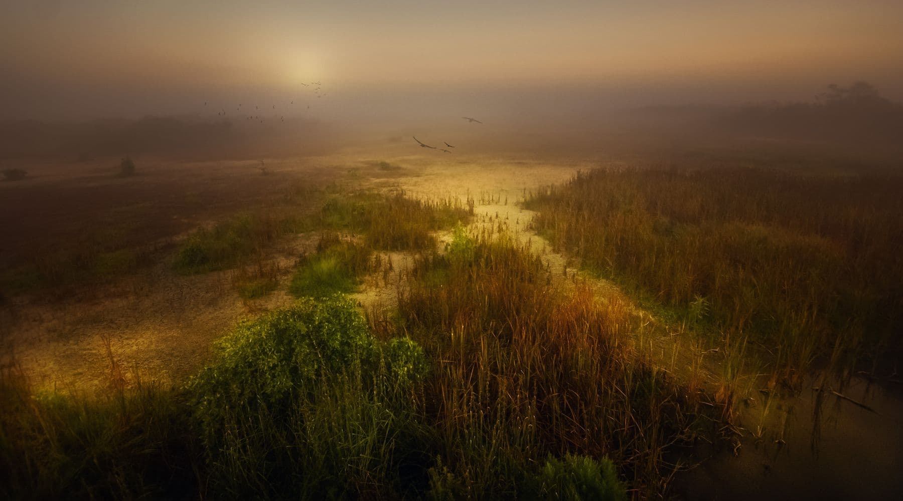 Low golden light across an open meadow.