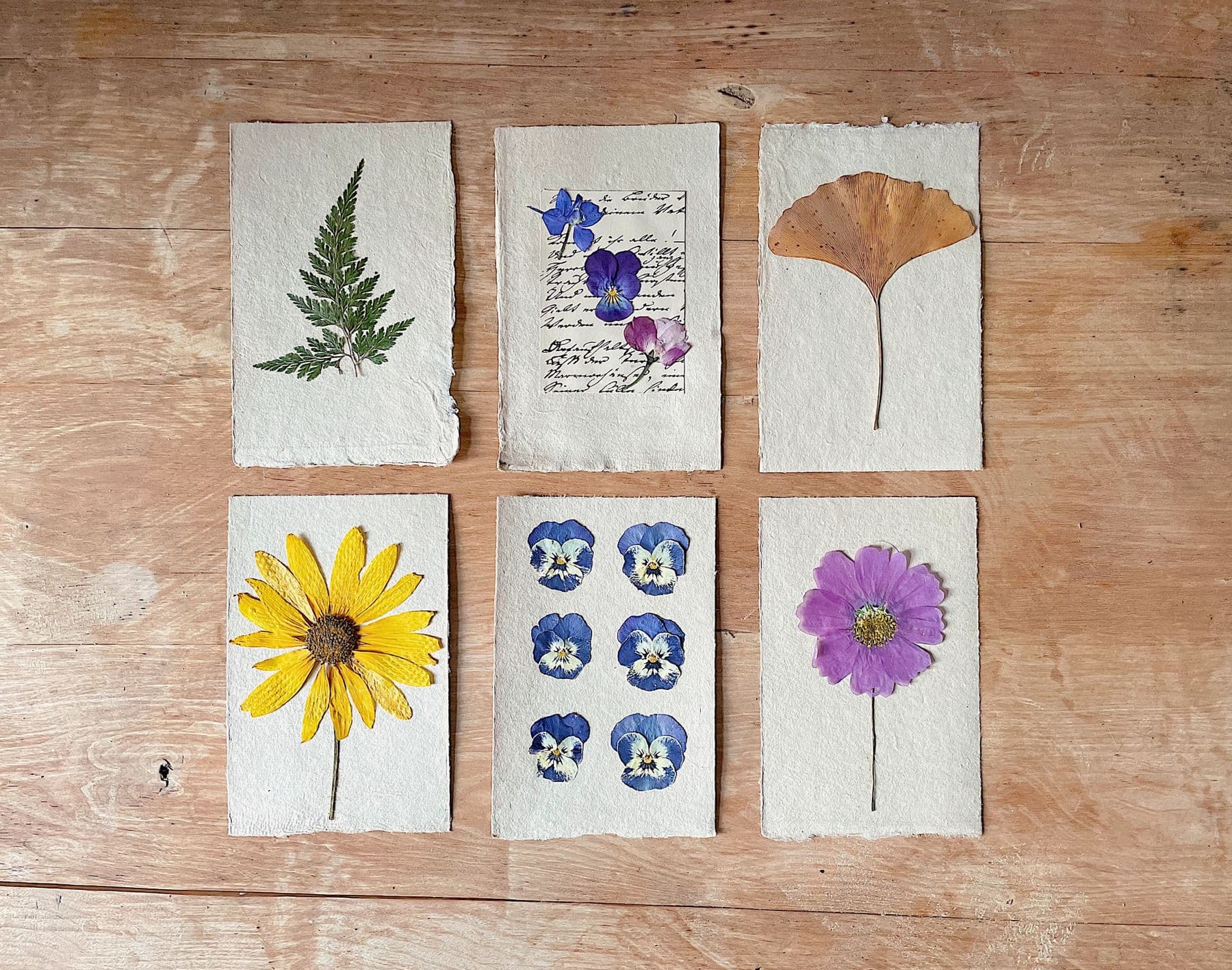 Pressed flowers and ferns arranged on paper.