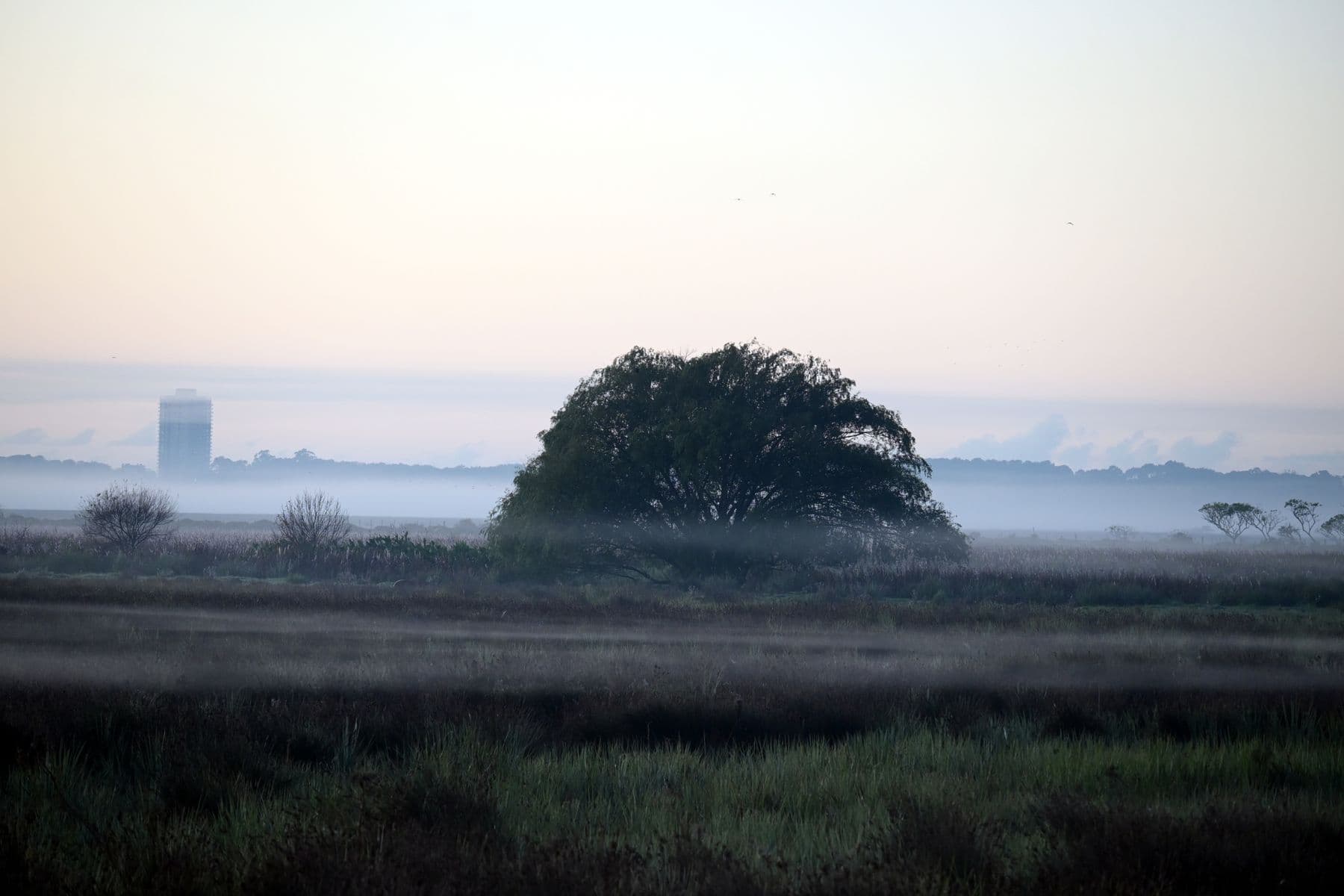 A single tree in a quiet field under morning mist.